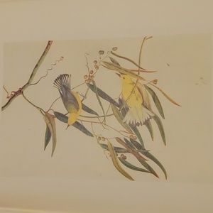Prothonotary Warbler Print, Antique Bird Painting
